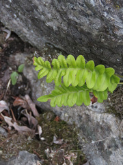 Polypodium hesperium