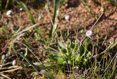 Othonna digitata
