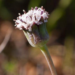 Othonna digitata
