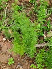 Adenophyllum anomalum