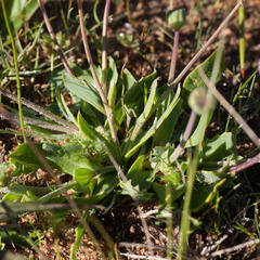 Othonna digitata