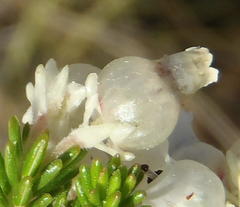 Erica glomiflora glomiflora