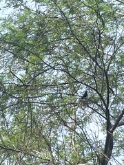 Molothrus bonariensis