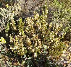 Erica glomiflora glomiflora