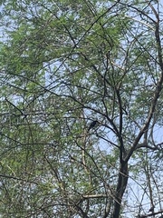 Molothrus bonariensis