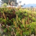 Bank Haircap Moss - Photo (c) Paul Norwood, some rights reserved (CC BY-NC), uploaded by Paul Norwood