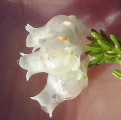 Erica glomiflora glomiflora