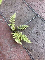 Deparia petersenii