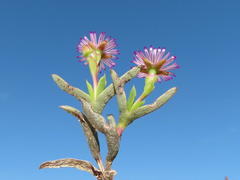 Ruschia pauciflora
