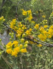 Solidago rigida