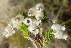 Erica glomiflora glomiflora