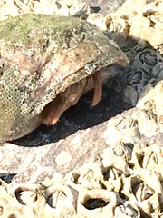Pagurus bernhardus