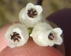 Erica glomiflora glomiflora