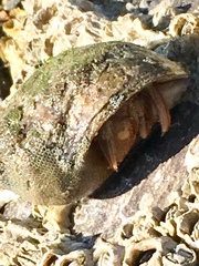 Pagurus bernhardus