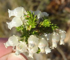Erica glomiflora glomiflora