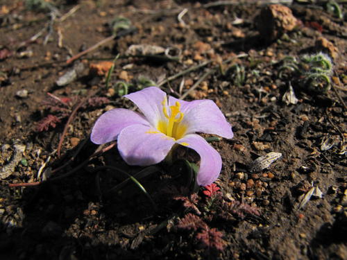 Kamiesberg Galaxy (Moraea kamiesmontana)