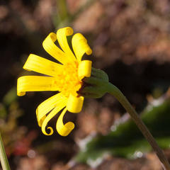 Othonna heterophylla