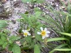Bidens alba