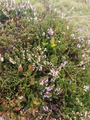 Calluna