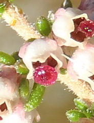 Erica hispidula hispidula