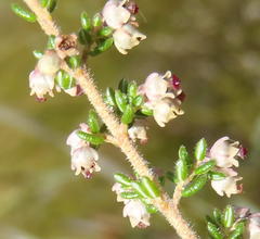 Erica hispidula hispidula