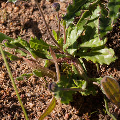 Othonna heterophylla