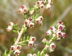 Erica hispidula hispidula