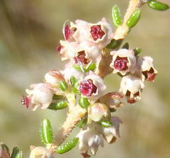 Erica hispidula hispidula