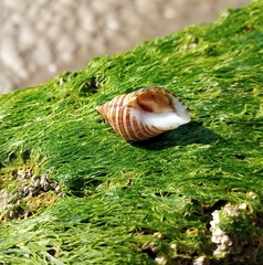 Nucella lapillus