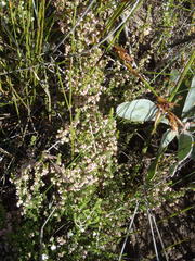 Erica hispidula hispidula