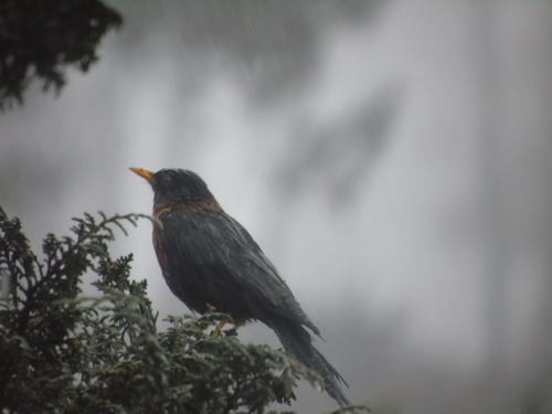 Rufous-collared Robin (Turdus rufitorques)
