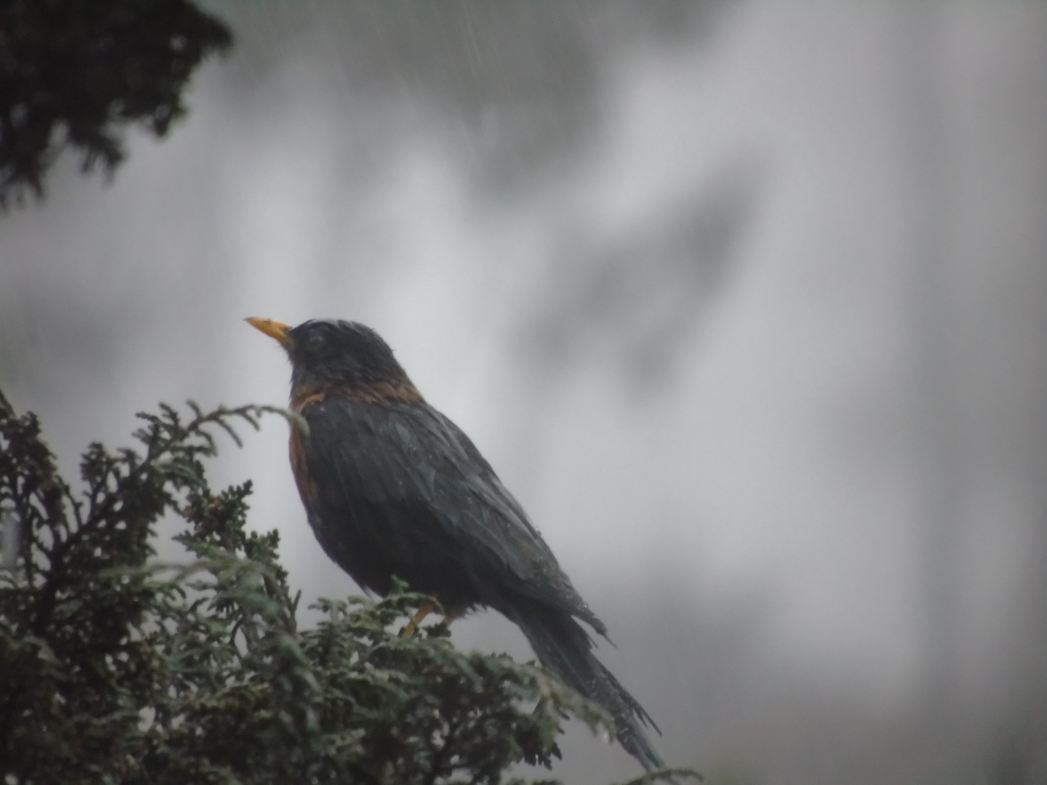 Rufous-collared Robin illustration