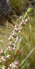 Erica hispidula hispidula