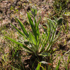 Echiostachys incanus