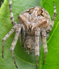 Neoscona quincasea
