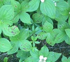 Puccinia porphyrogenita