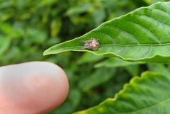 Neoscona quincasea