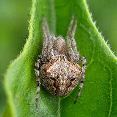 Neoscona quincasea