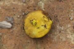 Scleroderma flavidum