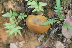 Scleroderma flavidum