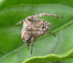 Neoscona quincasea