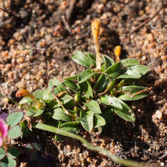Moraea galaxia