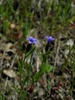 Straggling Gilyflower - Photo (c) kevinhintsa, some rights reserved (CC BY-NC), uploaded by kevinhintsa