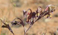 Gladiolus orchidiflorus