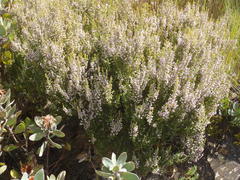 Erica hispidula hispidula