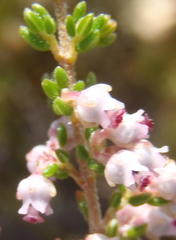 Erica hispidula hispidula