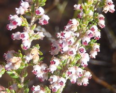 Erica hispidula hispidula