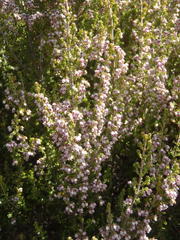 Erica hispidula hispidula