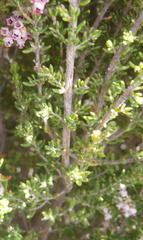 Erica hispidula hispidula