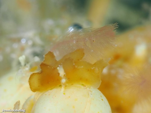 photo of Sargassum Nudibranch (Scyllaea pelagica)
